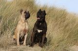 CANE CORSO 833